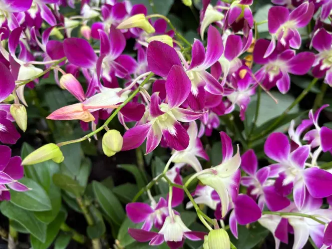 Lush tropical flowers inside the National Orchid Garden in Singapore.