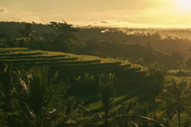 Misty morning over Ubud highlands in Bali