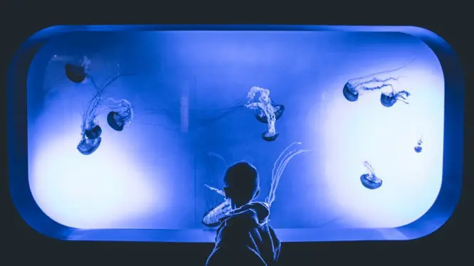 Backlit jellyfish tank inside the AquaRio jellyfish gallery
