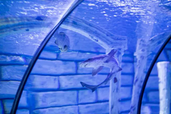 Sand tiger shark swimming above visitors in the AquaRio glass tunnel