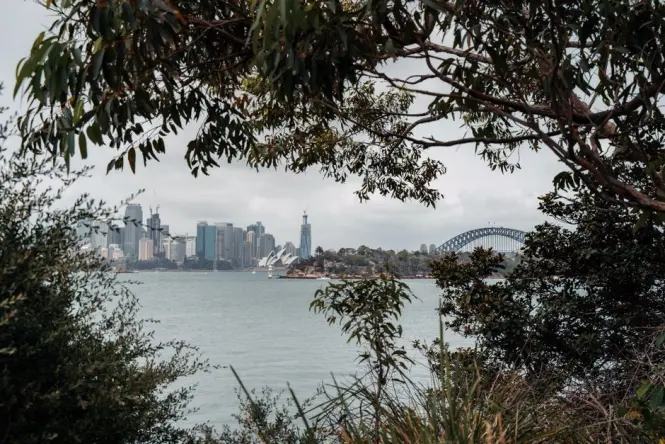 Native grass trees and banksias along Wulugul Walk at Barangaroo Reserve