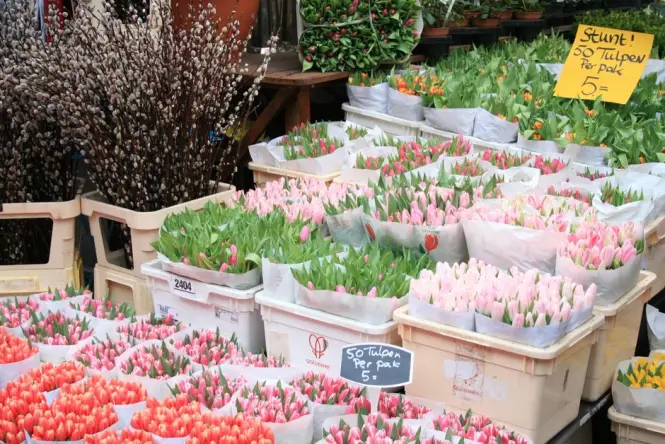 Tulips and flowers at Bloemenmarkt stalls