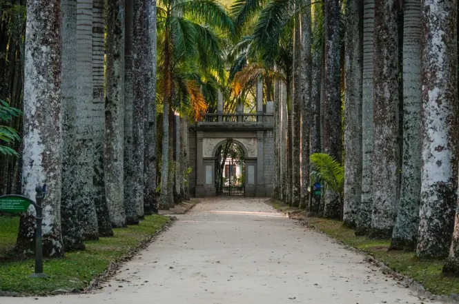 Visitors walking along the historic palm avenue in Rio's Botanical Garden