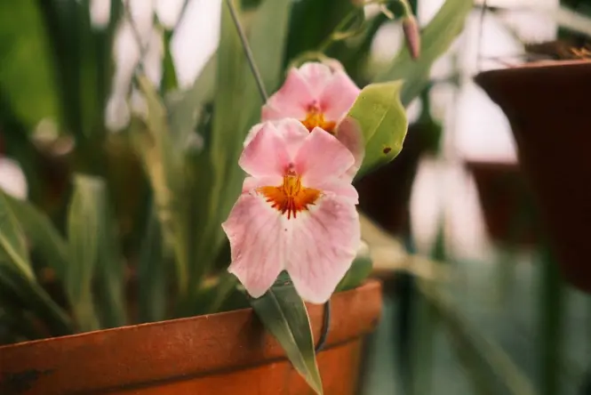 Colorful orchids displayed inside a tropical greenhouse