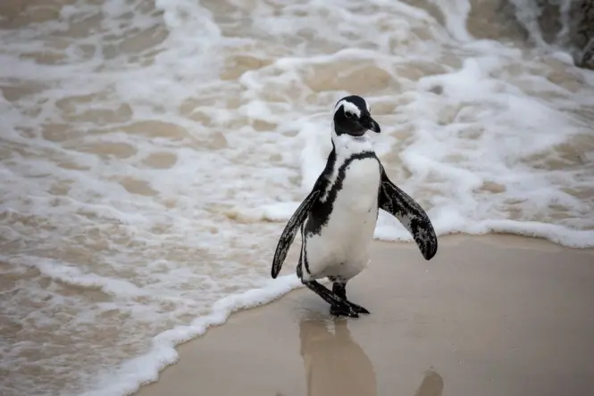 Inside Boulders Beach