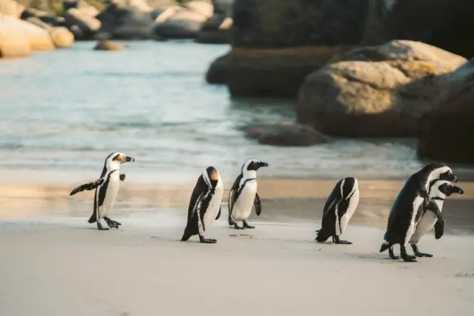 Getting to Boulders Beach in Cape Town