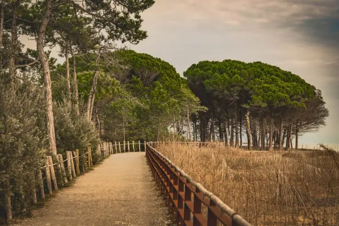 Pine-shaded path on Castle Hill Nice