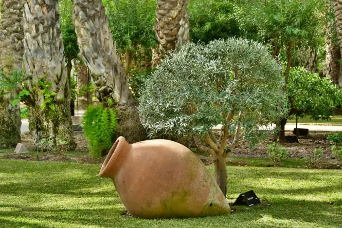 Olive trees on the Cimiez plateau Nice