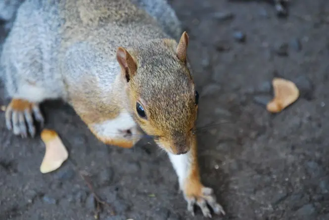 Close-up of a grey squirrel descendant in Company's Garden