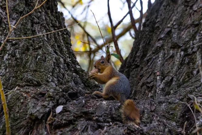 Grey squirrel feeding on a nut in Company's Garden