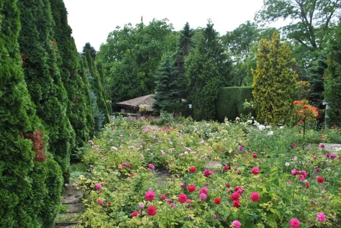 Rose garden beds inside Company's Garden Cape Town