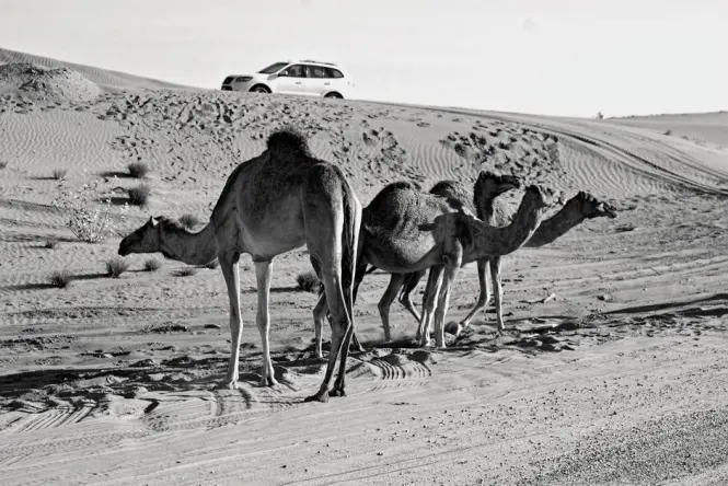 Inside Desert Safari