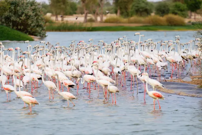 Flock of greater flamingos wading in the Ras Al Khor wetland