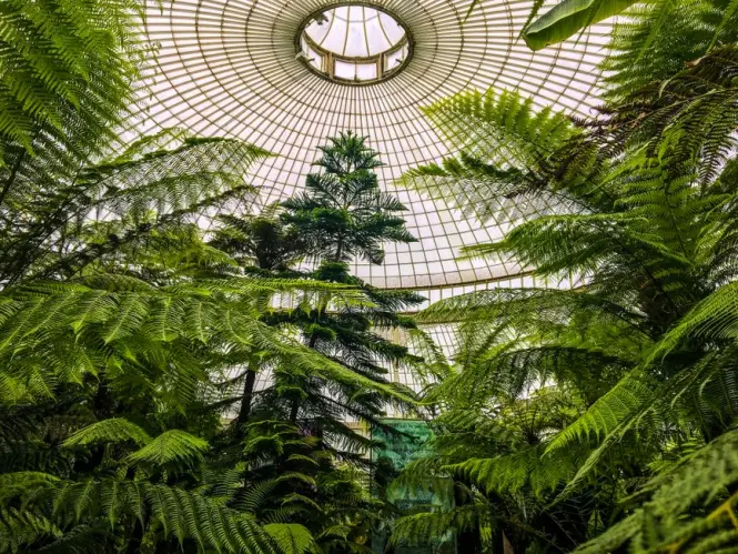 Fern paths inside Estufa Fria greenhouse