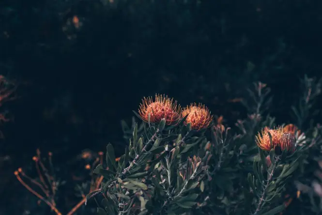 Protea flowers blooming in the biodiversity garden section of Green Point Urban Park