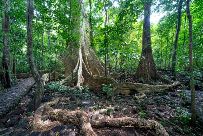 Century-old banyan tree with aerial roots in the botanical garden