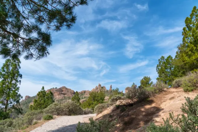 Shaded pine forest trail along the coastal loop of Île Sainte-Marguerite