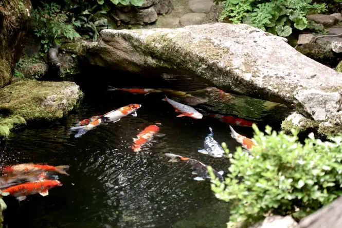 Visitors feeding koi fish from the zigzag bridge at the Japanese Garden