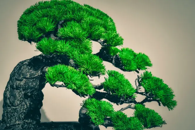 Trained bonsai trees on display under a shaded pergola