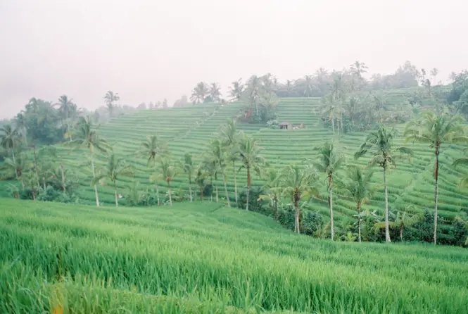 Walking path cutting through the Jatiluwih rice fields