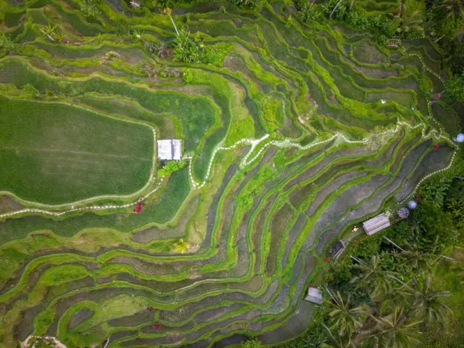 Green stepped paddies at the Jatiluwih UNESCO site