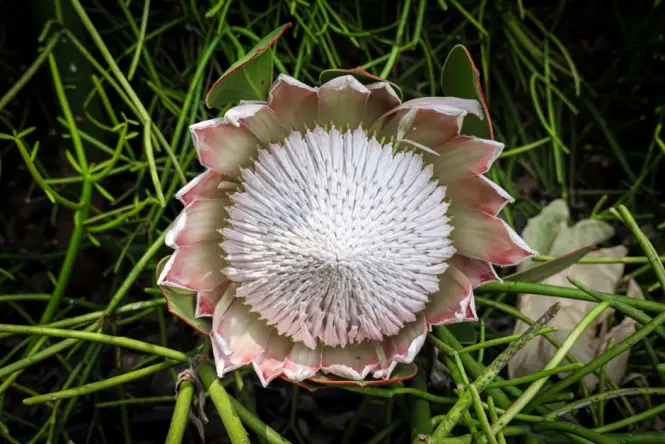 A blooming pink King Protea flower