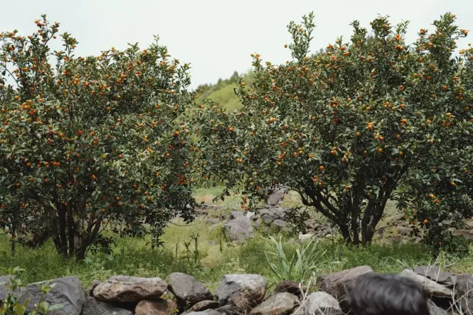 Orchard rows at Agdal Gardens near the Royal Palace in Marrakech