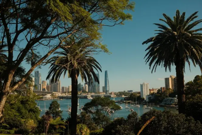 Palm-lined pathway inside the Royal Botanic Garden near Mrs Macquarie's Chair