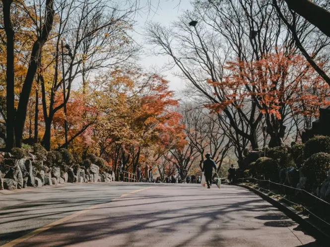 Paved walking trail winding through pine trees in Namsan Park