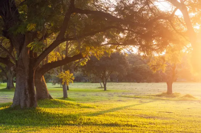 Early morning sunlight filtering through trees in a quiet Athens park
