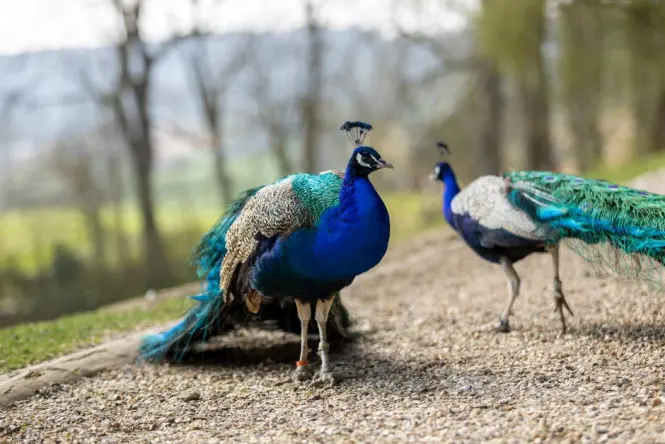 Peacock walking freely along a path inside the National Garden in Athens