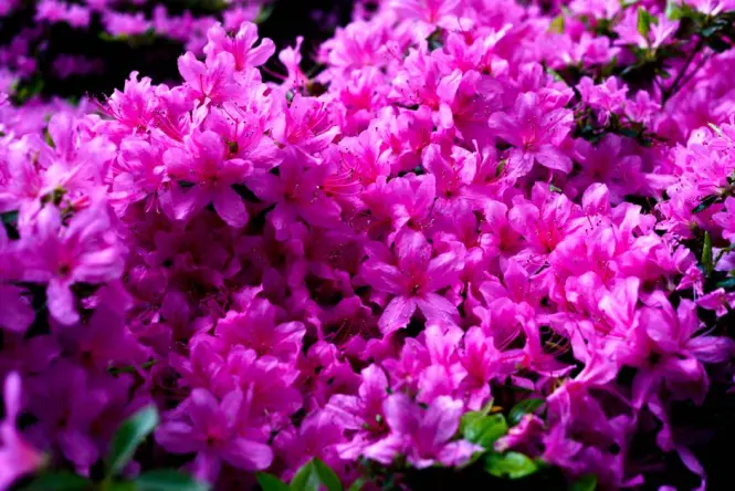 Pink azalea flowers in Nezu Shrine garden