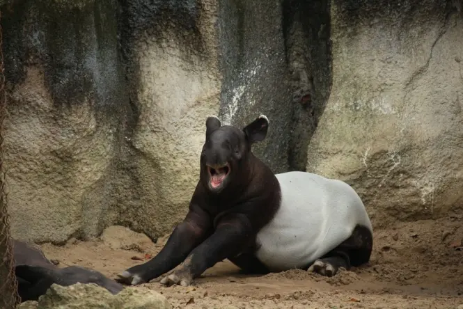 Malayan tapir standing near water at Night Safari Singapore