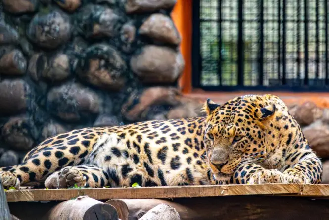 Clouded leopard resting in a dimly lit enclosure at night