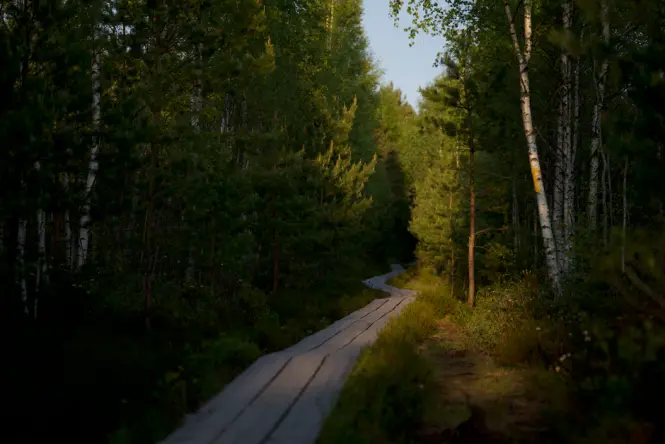 Boardwalk trail lit by amber lamps through tropical trees
