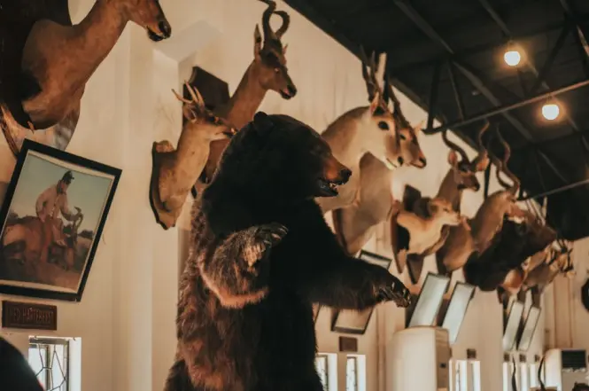 Taxidermy and fossil display inside a natural history museum wing