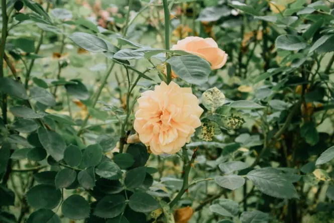 Rose garden in Parc de la Tete d Or