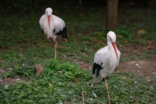Stork in Parc de l’Orangerie