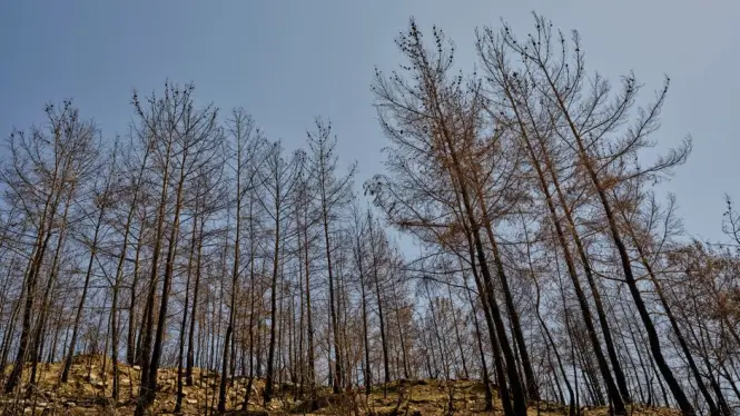 Dry pine and limestone terrain typical of Calanques fire-risk zones