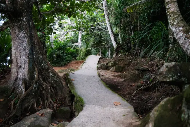 Forest trail through Tijuca National Park leading toward Christ the Redeemer