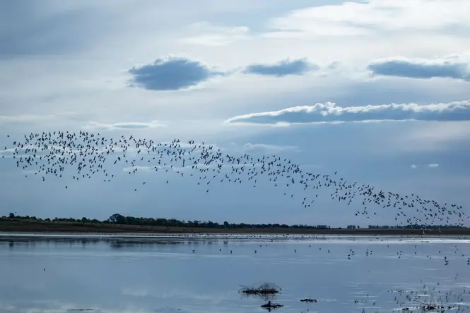 Birdwatchers observing waterfowl on a lagoon inside Reserva Ecológica Costanera Sur