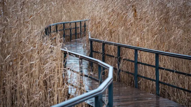 Wooden boardwalk crossing a marshy section of the nature reserve