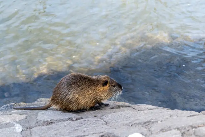 A coypu resting near the water's edge at Laguna de los Coipos
