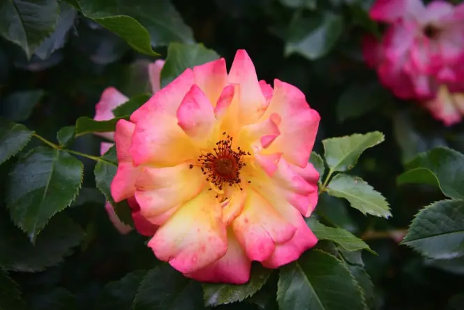 Rose garden in Volksgarten park beside the Ringstrasse