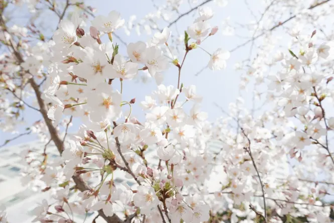 Cherry blossom trees in full bloom along a Seoul Forest promenade
