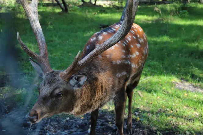Spotted Sika deer grazing inside the Seoul Forest eco forest enclosure