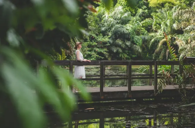 Early morning sunlight filtering through tall rainforest trees in Singapore
