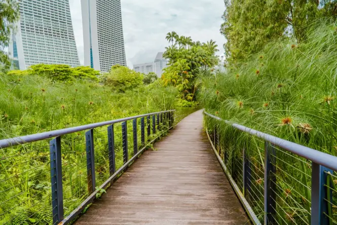Wooden boardwalk paths traversing a lush wetland forest with water lilies