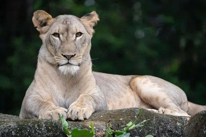 Singapore Zoo at golden hour