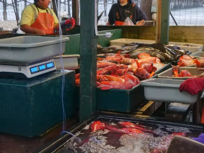 Wholesale seafood auction floor at Sydney Fish Market